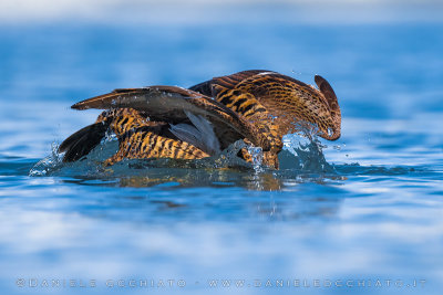 Common Eider (Somateria mollissima borealis)