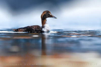 Common Eider (Somateria mollissima borealis)