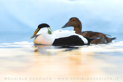 Common Eider (Somateria mollissima borealis)