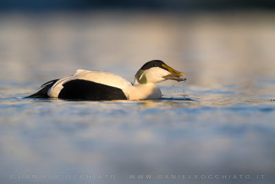 Common Eider (Somateria mollissima borealis)