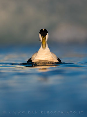 Common Eider (Somateria mollissima borealis)