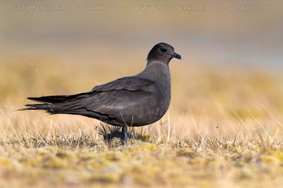 Arctic Skua (Stercorarius parasiticus)