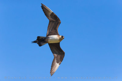 Arctic Skua (Stercorarius parasiticus)