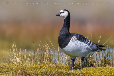 Barnacle Goose (Branta leucopsis)