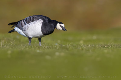 Barnacle Goose (Branta leucopsis)