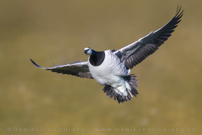 Barnacle Goose (Branta leucopsis)