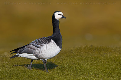 Barnacle Goose (Branta leucopsis)