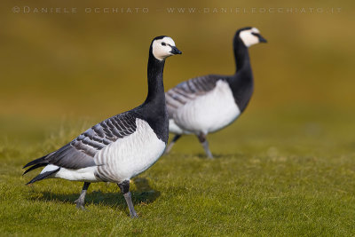 Barnacle Goose (Branta leucopsis)