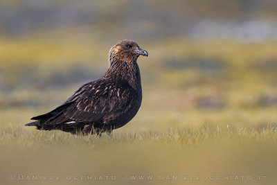 Great Skua (Catharacta skua)