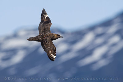 Great Skua (Catharacta skua)