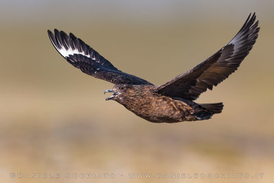 Great Skua (Catharacta skua)