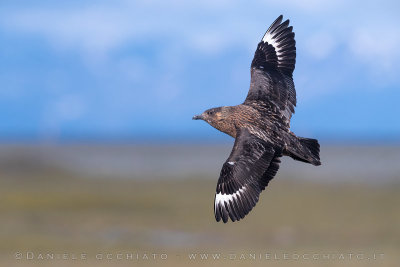 Great Skua (Catharacta skua)