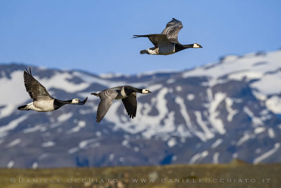 Barnacle Goose (Branta leucopsis)