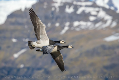 Barnacle Goose (Branta leucopsis)