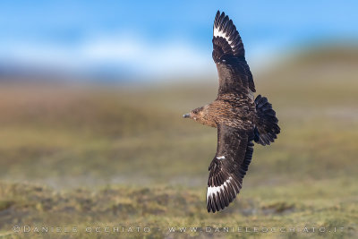 Great Skua (Catharacta skua)