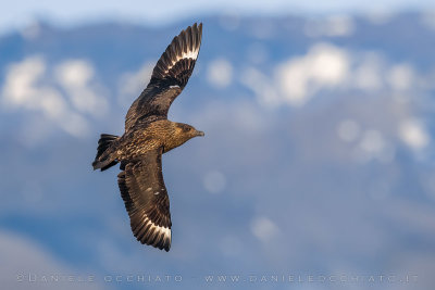 Great Skua (Catharacta skua)