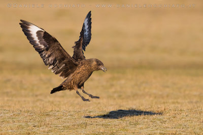 Great Skua (Catharacta skua)