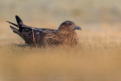 Great Skua (Catharacta skua)