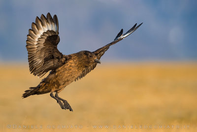 Great Skua (Catharacta skua)