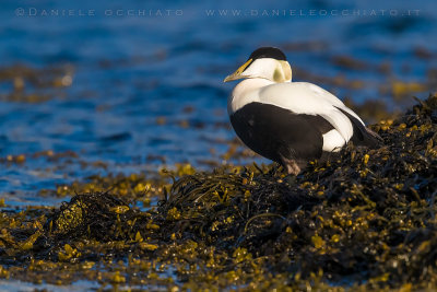 Common Eider (Somateria mollissima borealis)