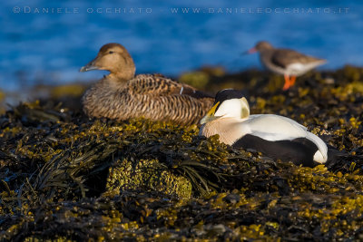 Common Eider (Somateria mollissima borealis)
