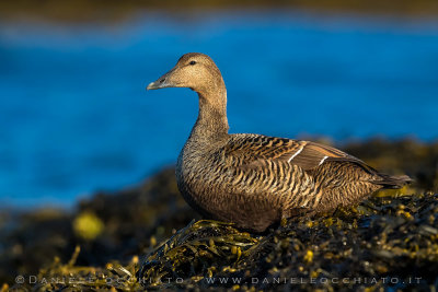 Common Eider (Somateria mollissima borealis)