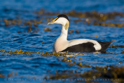 Common Eider (Somateria mollissima borealis)