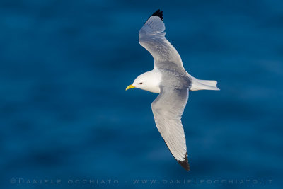 Black-legged Kittiwake (Rissa tridactyla)