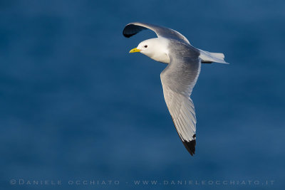 Black-legged Kittiwake (Rissa tridactyla)