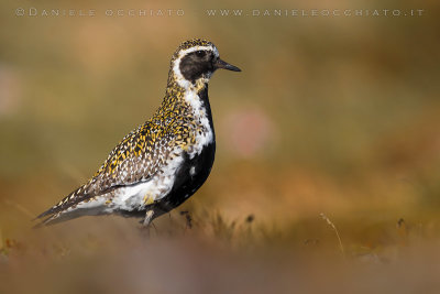 Eurasian Golden Plover (Pluvialis apricaria altifrons)