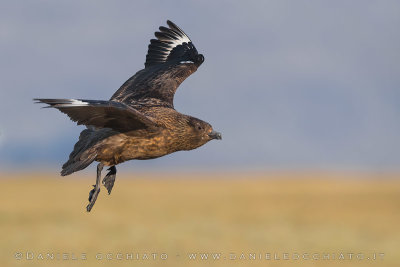 Great Skua (Catharacta skua)