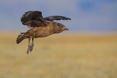 Great Skua (Catharacta skua)