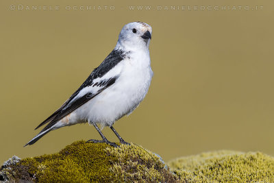 Snow Bunting (Plectrophenax nivalis insulae)