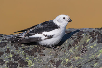 Snow Bunting (Plectrophenax nivalis insulae)