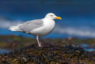 Glaucous Gull (Larus hyperboreus leuceretes)