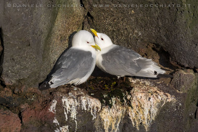 Black-legged Kittiwake (Rissa tridactyla)