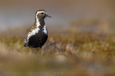 Eurasian Golden Plover (Pluvialis apricaria altifrons)