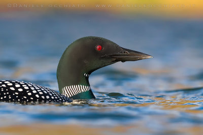 Great Northern Diver (Gavia immer)