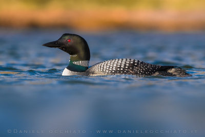 Great Northern Diver (Gavia immer)