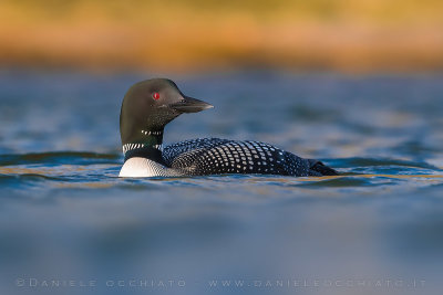 Great Northern Diver (Gavia immer)