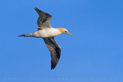 Northern Gannet (Morus bassanus)