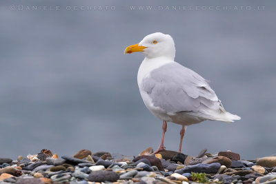 Glaucous Gull (Larus hyperboreus leuceretes)