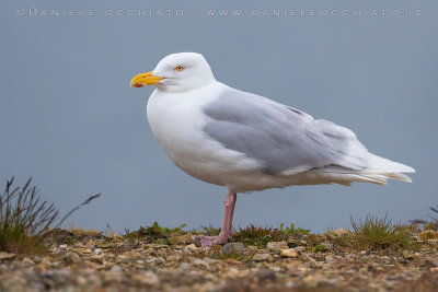 Glaucous Gull (Larus hyperboreus leuceretes)