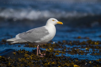 Glaucous Gull (Larus hyperboreus leuceretes)