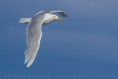 Glaucous Gull (Larus hyperboreus leuceretes)