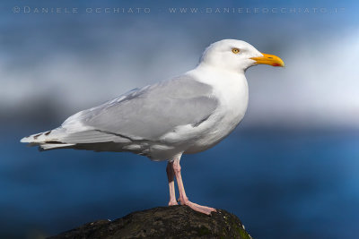 Viking Gull (Larus hyperboreus leuceretes X larus argentatus argenteus)