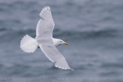 Viking Gull (Larus hyperboreus leuceretes X larus argentatus argenteus)
