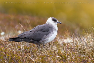 Arctic Skua (Stercorarius parasiticus)