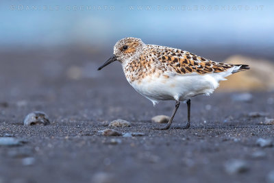 Sanderling (Calidris alba)