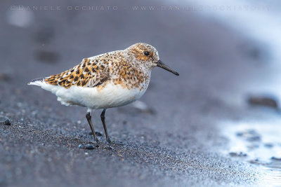 Sanderling (Calidris alba)